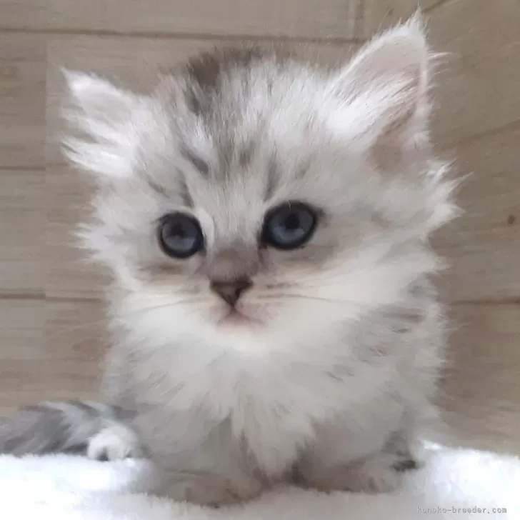 ID:2410-01126の子猫