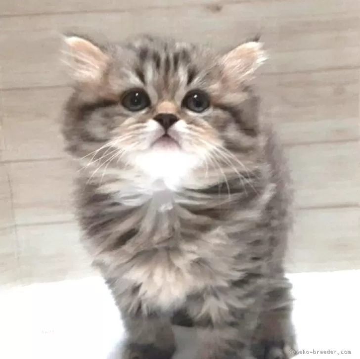 ID:2410-01117の子猫