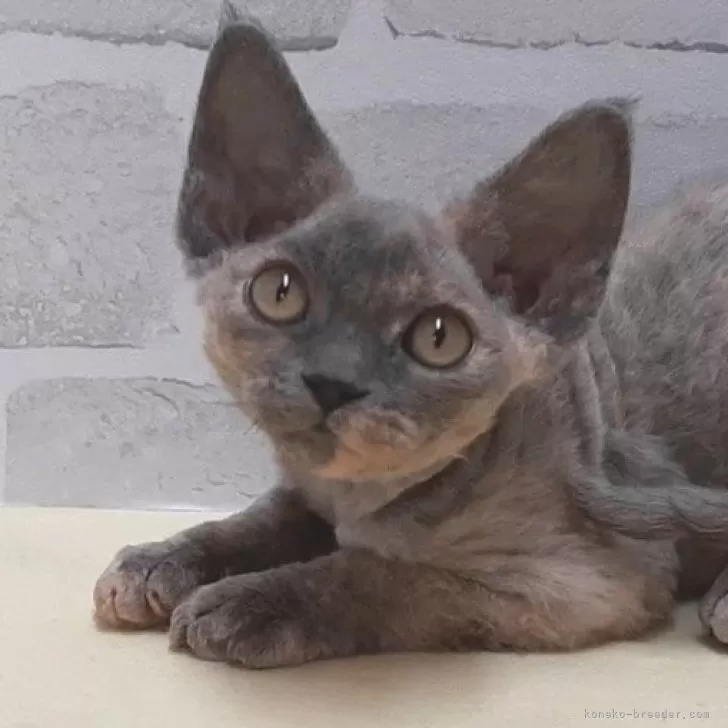 ID:2502-02292の子猫