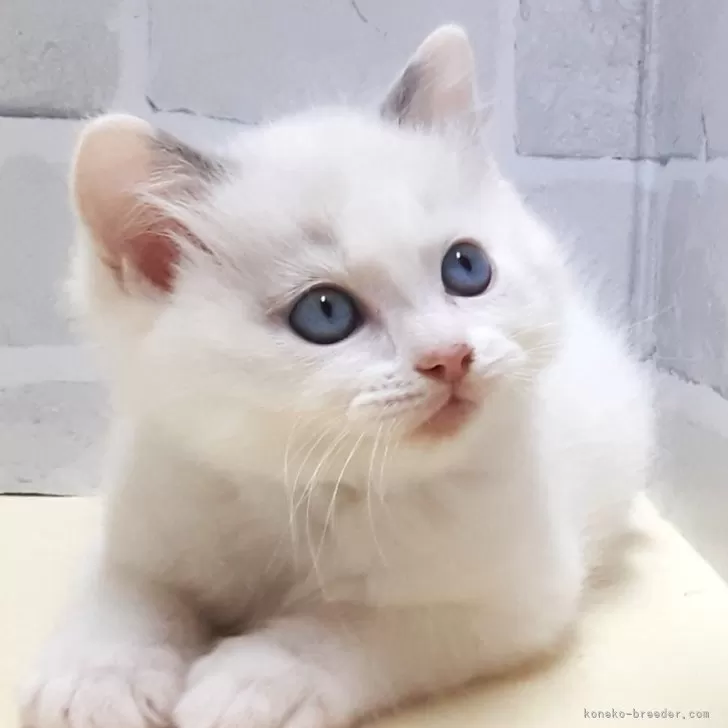 ID:2503-02008の子猫