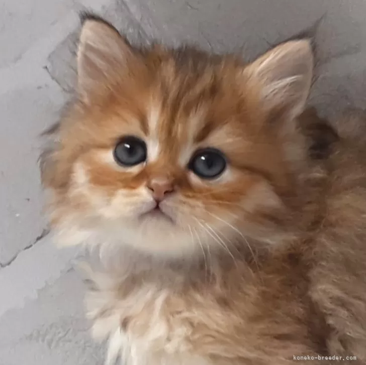 ID:2503-02345の子猫