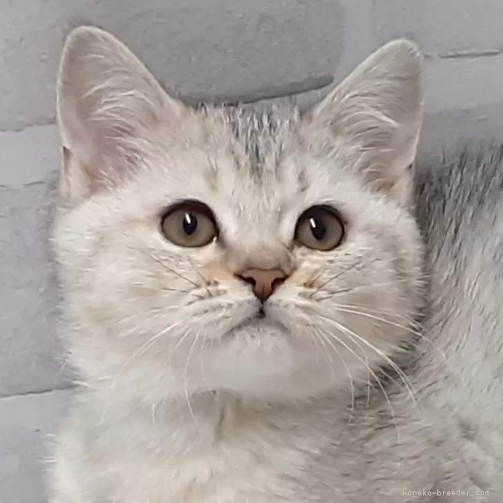 ID:2411-01790の子猫