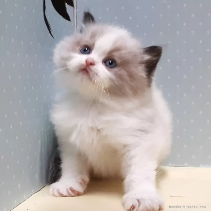 ID:2502-01122の子猫