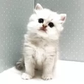 ペルシャ(チンチラ)