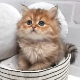 ペルシャ(チンチラ)
