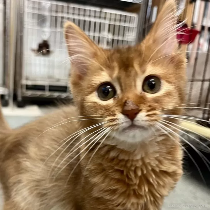 ID:2410-03150の子猫