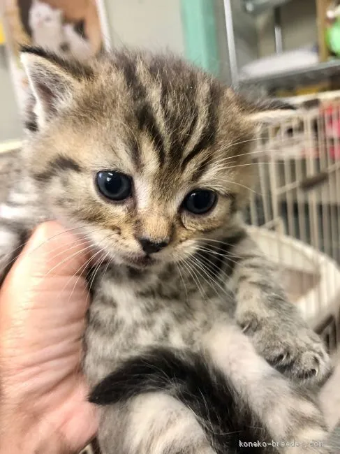 ID:2010-00651の子猫