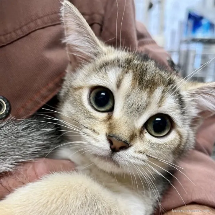 ID:2309-01146の子猫