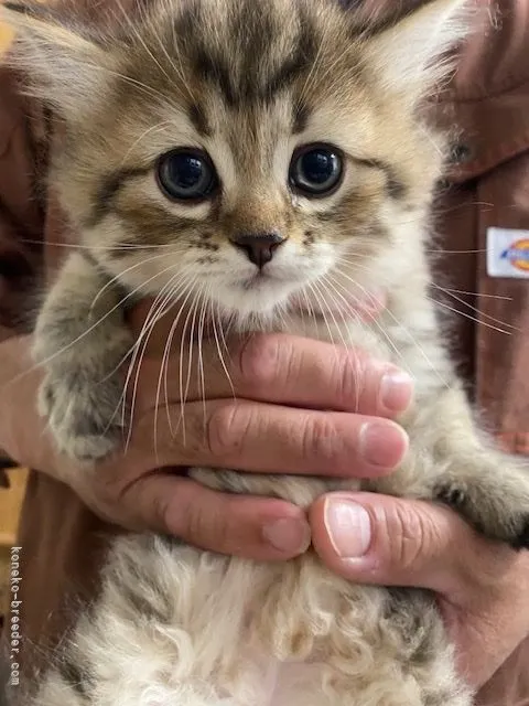 ID:2105-00557の子猫