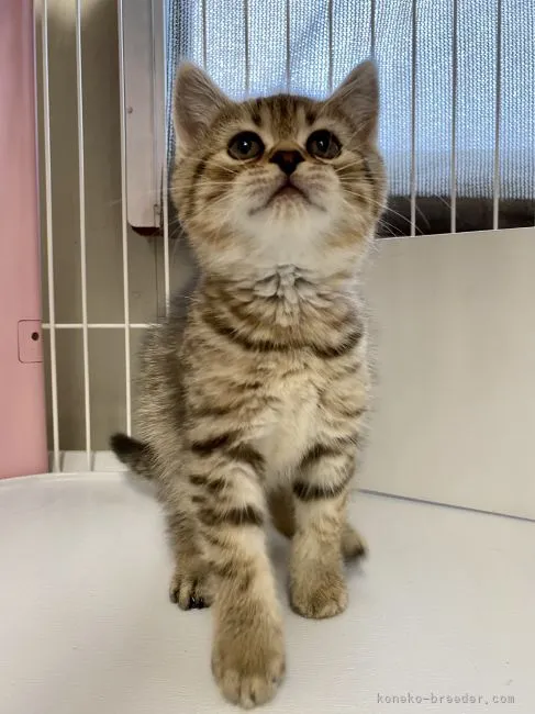 ID:2111-00757の子猫