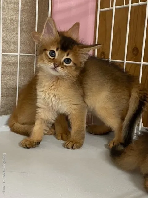 A.N 様のお迎えした子猫