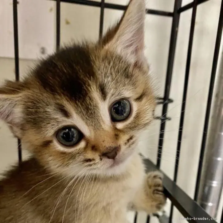 ID：2301-01294の子猫
