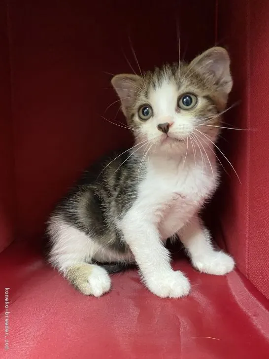 ID:2107-01903の子猫