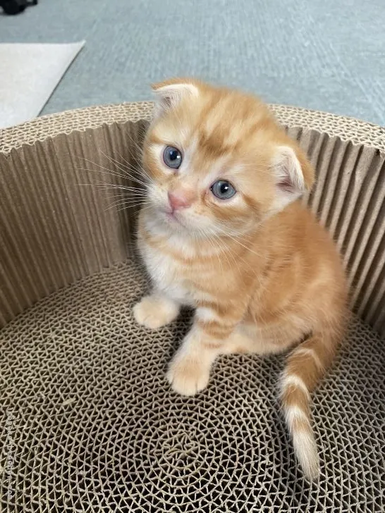ID:2107-01902の子猫