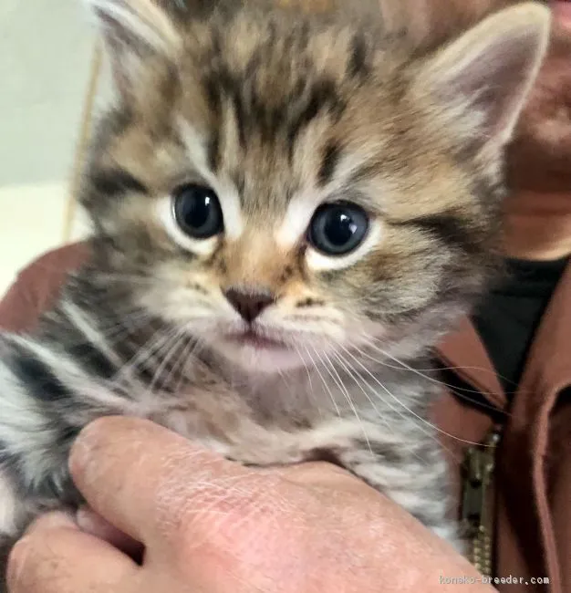 ID:2102-00151の子猫