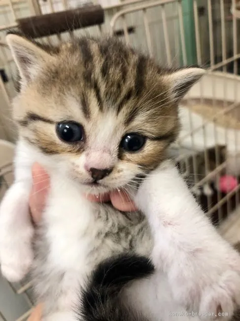 ID:2010-00692の子猫