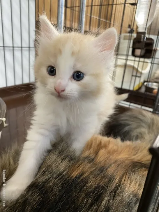 ID:2204-00421の子猫