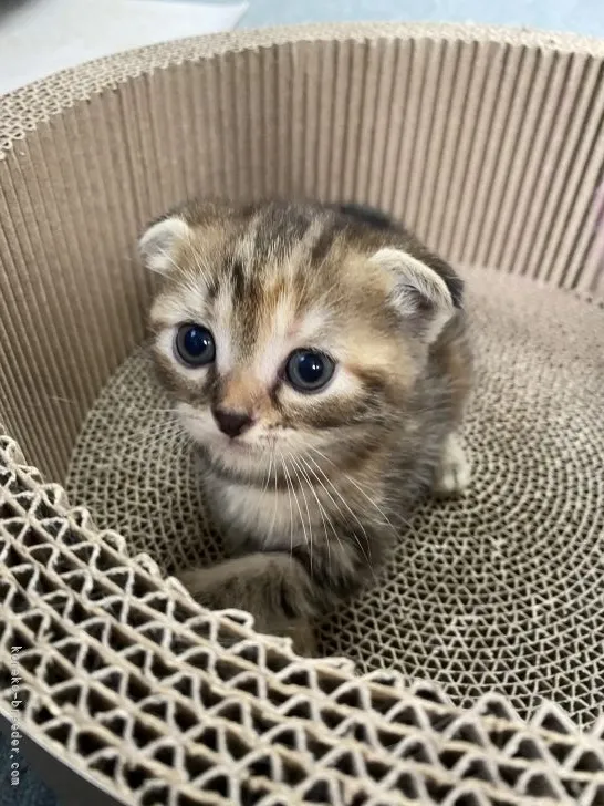 ID:2107-01899の子猫