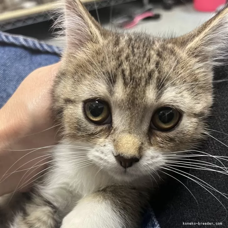 ID:2406-00315の子猫