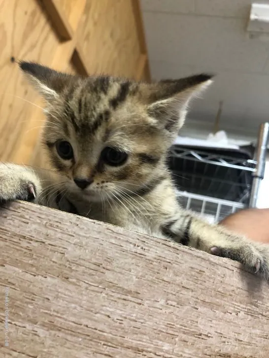 ID:2008-01704の子猫