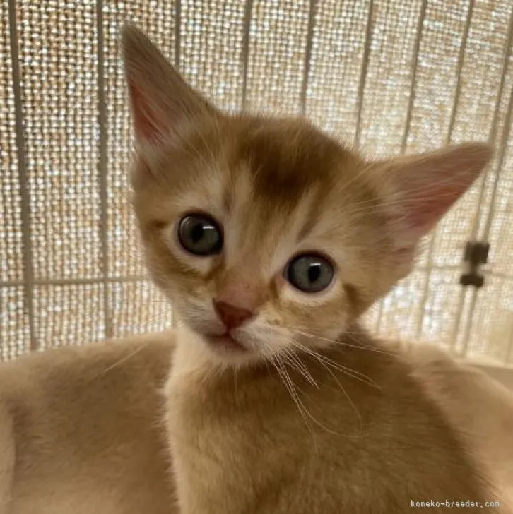 ID:2211-02750の子猫