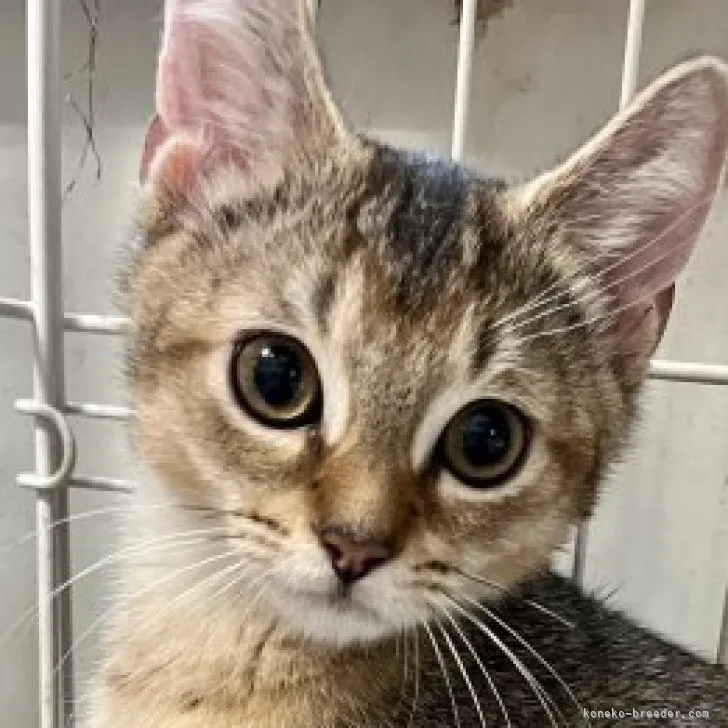 ID:2307-02055の子猫