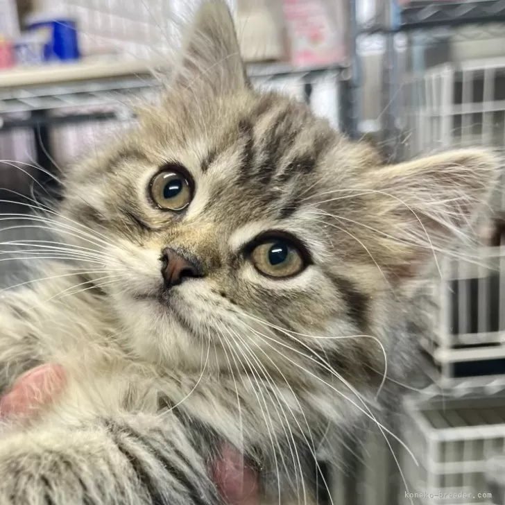 ID:2406-00316の子猫