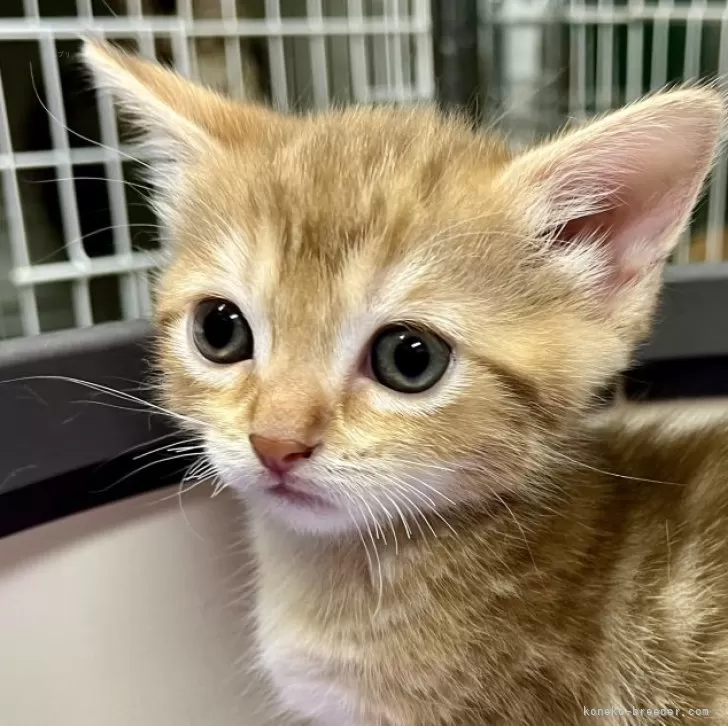 ももちゃん 様のお迎えした子猫