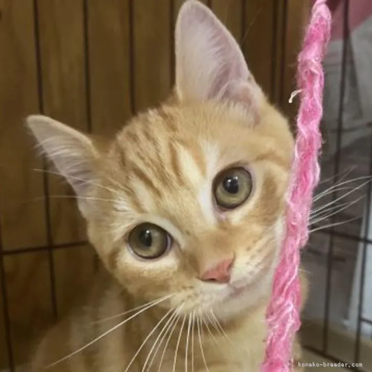 ID:2208-02276の子猫