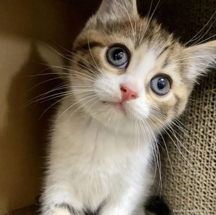 ID:2206-02351の子猫