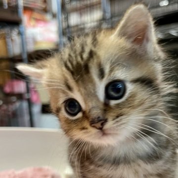 マンチカン【静岡県・男の子・2024年5月5日・ブラウンタビー】の写真「女の子のような顔が可愛い男の子です」