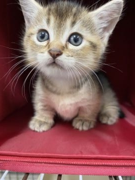 マンチカン(短足)【静岡県・男の子・2021年6月29日・ルディ】の写真「甘えんぼさんの可愛い男の子です」