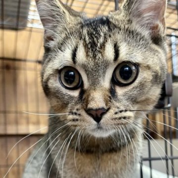 マンチカン【静岡県・男の子・2023年3月25日・ルディ】の写真「とっても賢い子です。元気いっぱい」