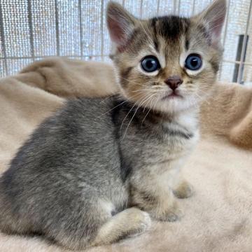 マンチカン【静岡県・男の子・2022年10月31日・ルディ】の写真「ごめんなさい💦男の子ちゃんでした」