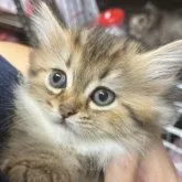 マンチカン(短足)【静岡県・女の子・2023年8月13日・ルディ】の写真1「10月2日」