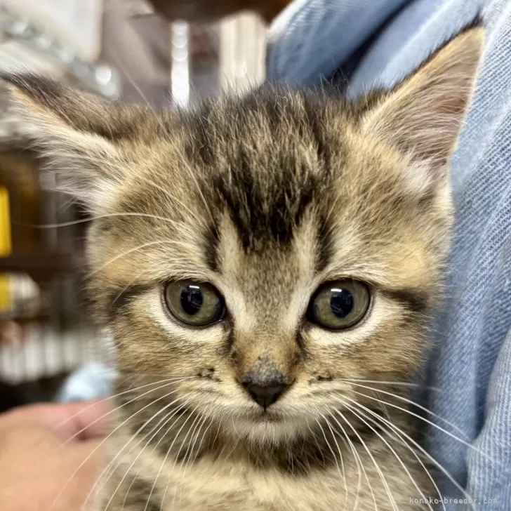M.A 様のお迎えした子猫