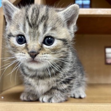 マンチカン(短足)【静岡県・女の子・2025年3月3日・ブラウンタビー】の写真「短足の女の子です」