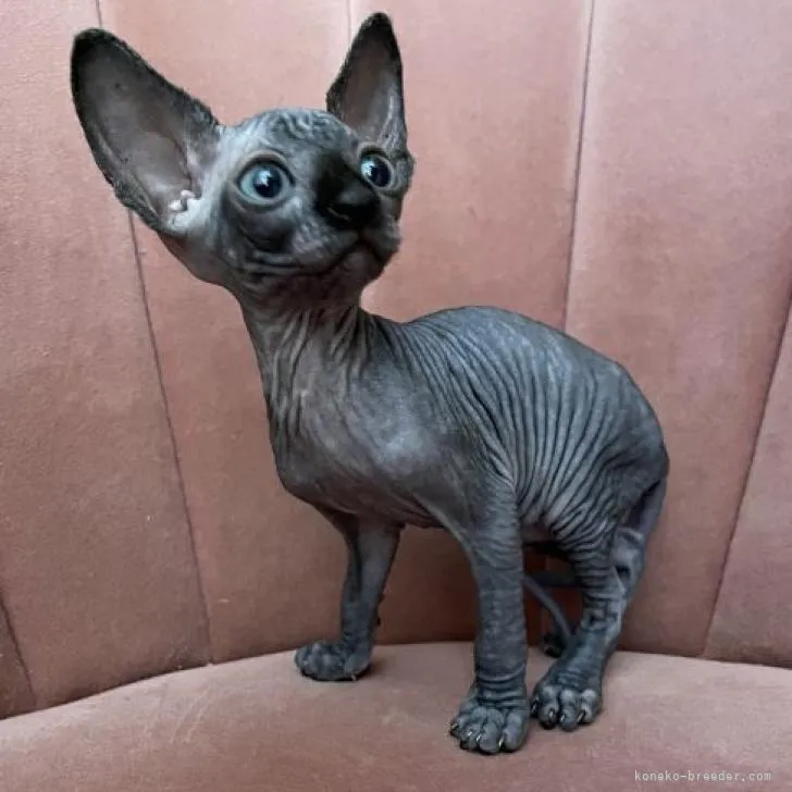 ID:2211-00440の子猫