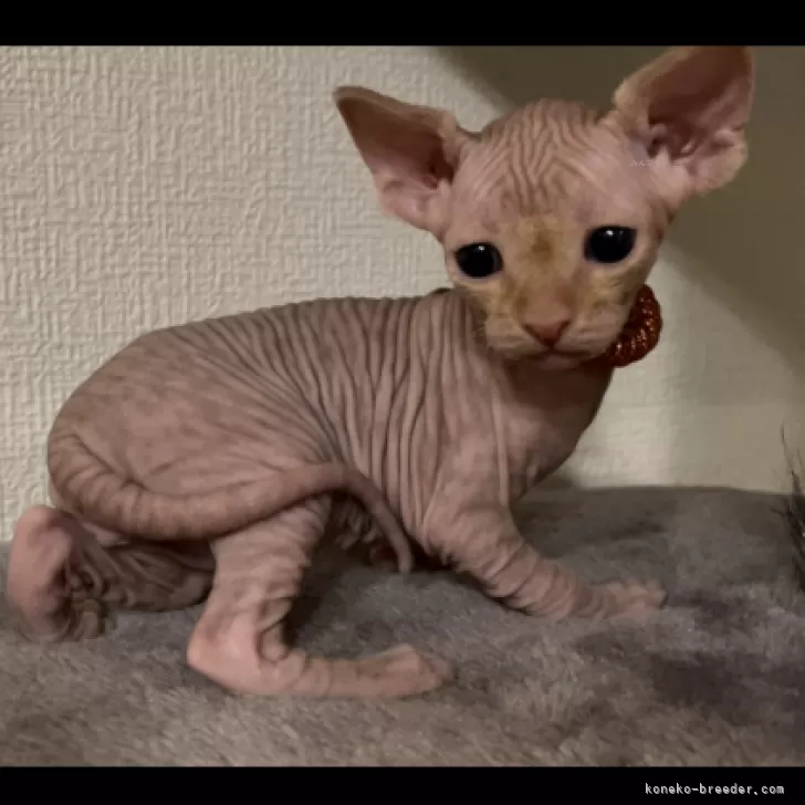 ID:2402-00436の子猫