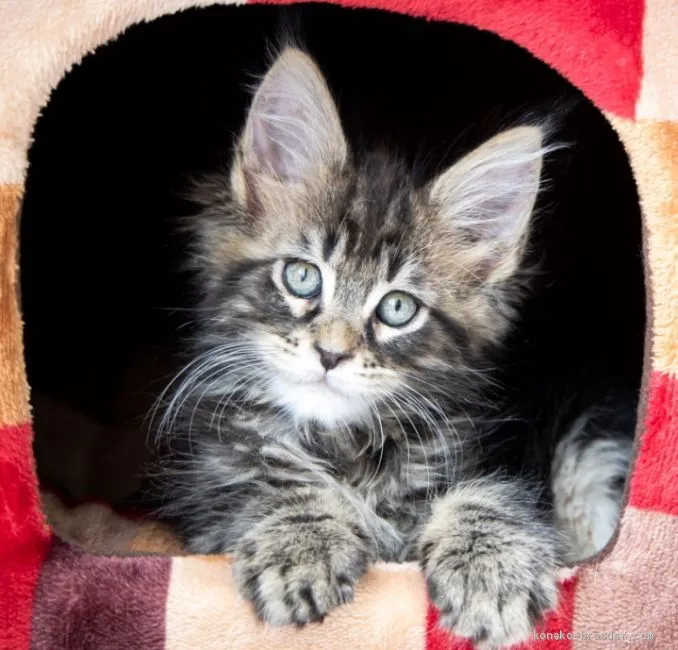 ID:2009-01352の子猫