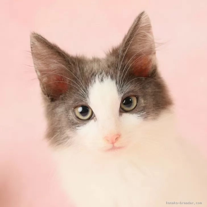 ID:2502-01633の子猫