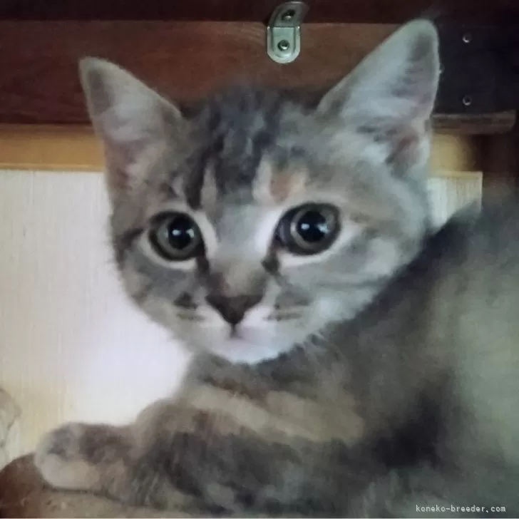 ID:2404-02948の子猫