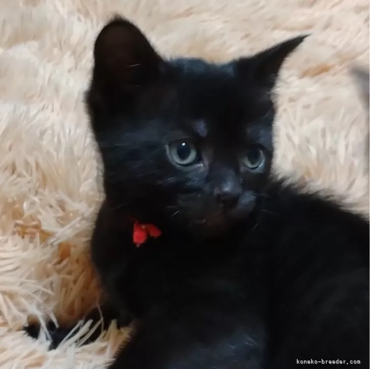ID:2412-00555の子猫