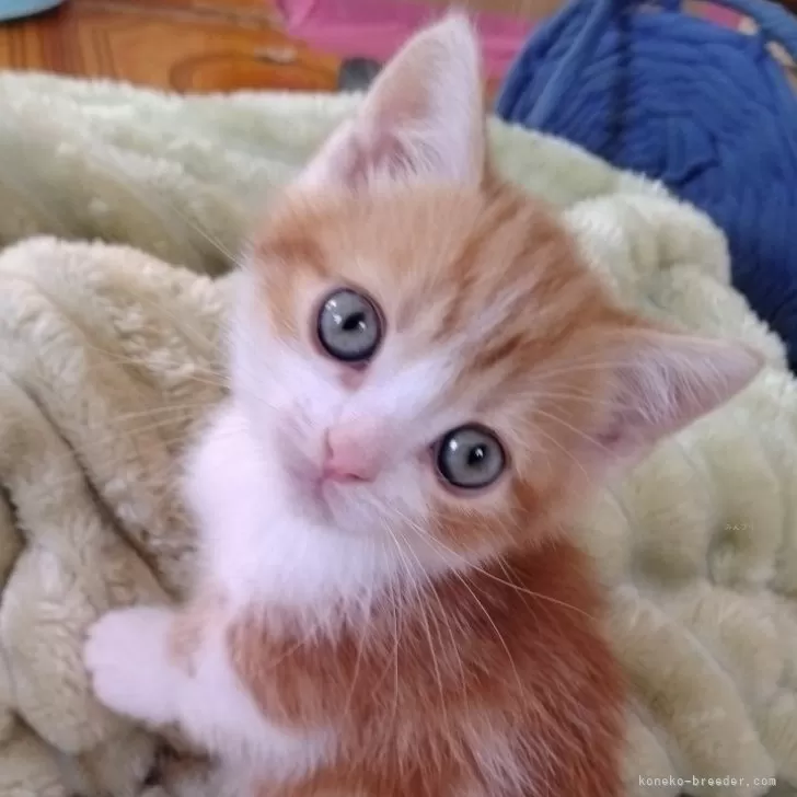 ID:2411-01799の子猫