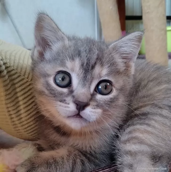 ID:2412-00394の子猫
