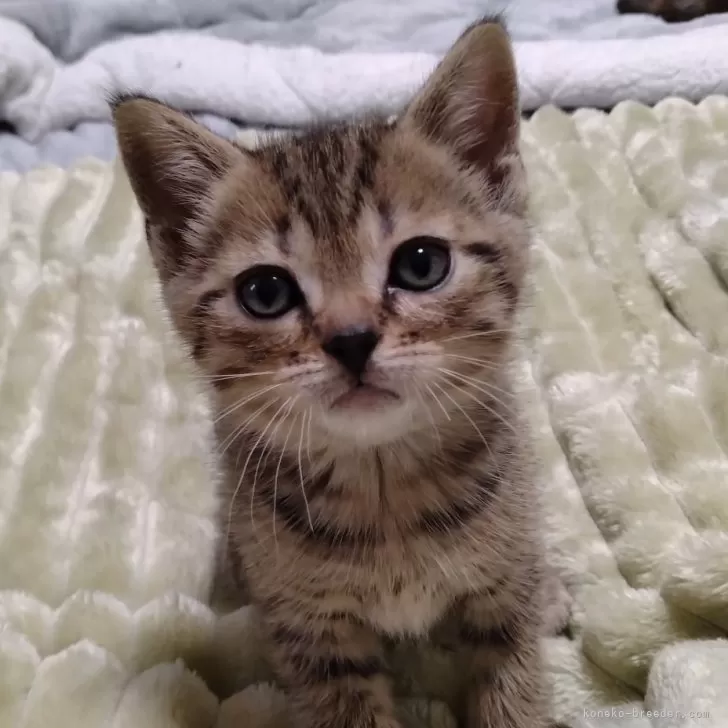 A 様のお迎えした子猫