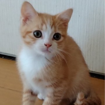 茶トラってどんな猫？ 茶トラの特徴やほかのトラ猫との違いについて｜みんなの子猫ブリーダー