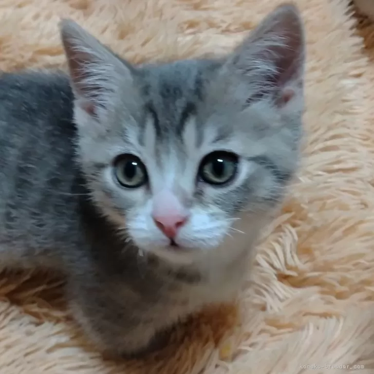 ID：2412-01687の子猫