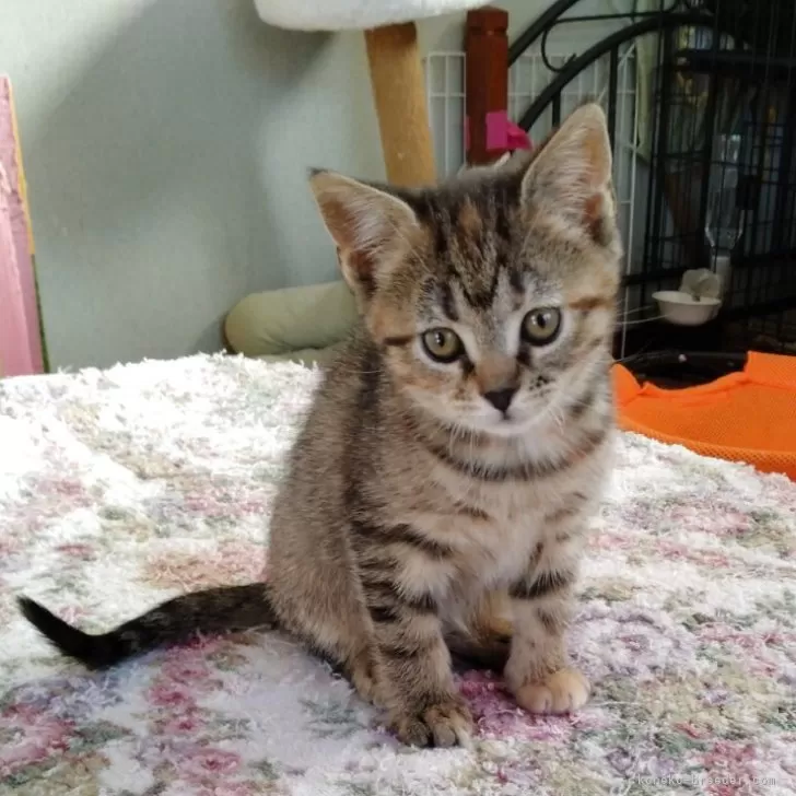 ID:2502-00493の子猫