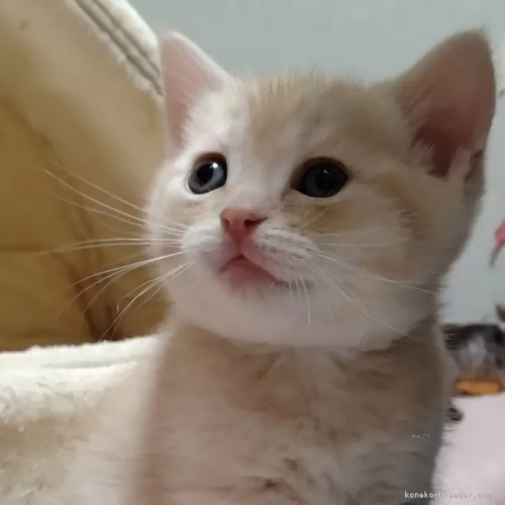 ID:2504-00601の子猫